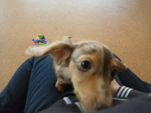 WANランクアップ通信 U^ェ^U-110303_133845.jpg